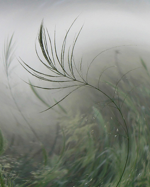 Dancing In The Mist