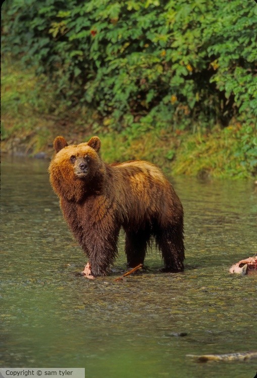 McNeil River Bear  16-15-41-97