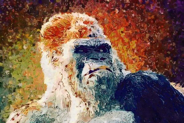 Gorilla