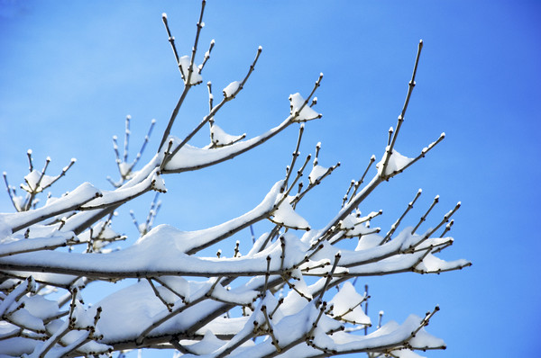 Dreams of Spring