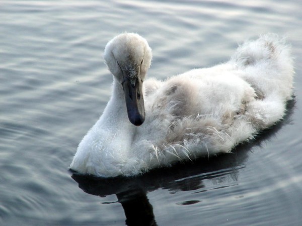 Signet