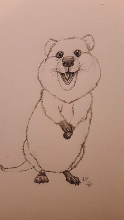 Quokka