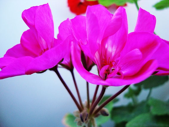 Purple Flower