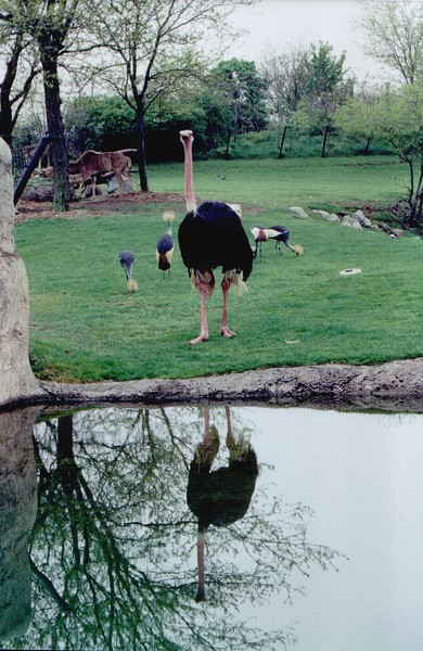 Reflecting Ostrich