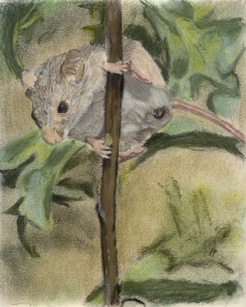 Rodent on a Branch