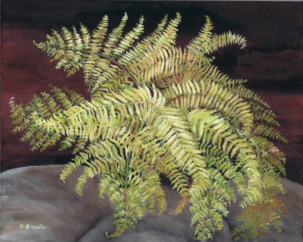 Fern