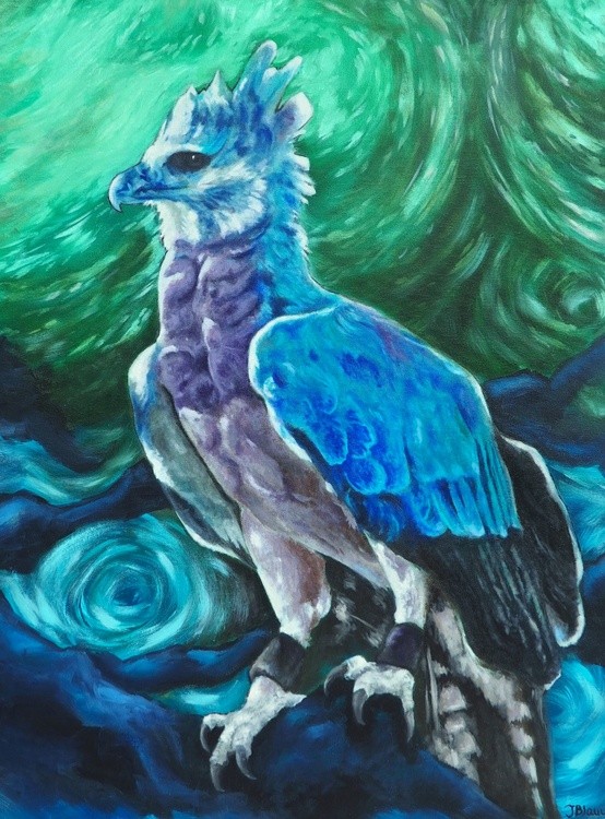 Harpy Eagle