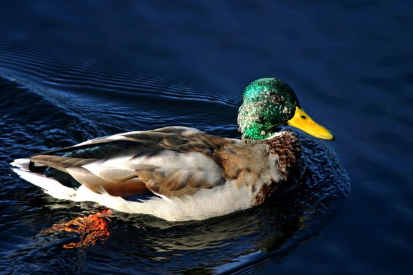 Soon hunting time for ducks in the forest.