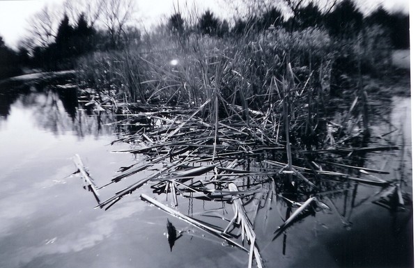 Pond