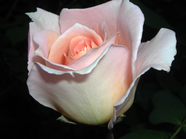 Peace Rose