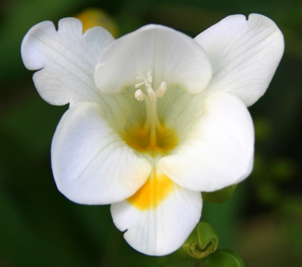 Freesia