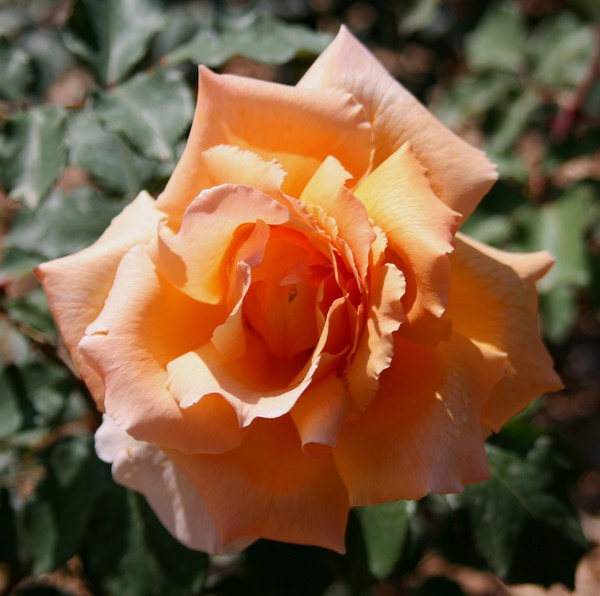 Life is like a rose