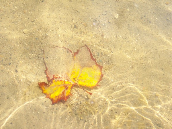 Leaf under Water