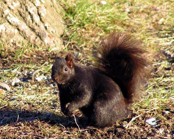 Black Squirrel