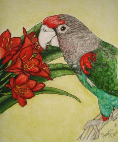 EMMA - Cape Parrot