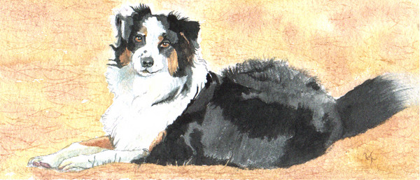Delta - Aussie Shepherd
