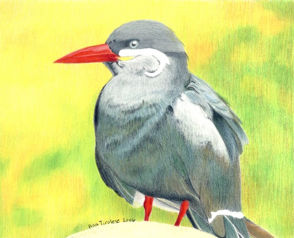 Inca Tern