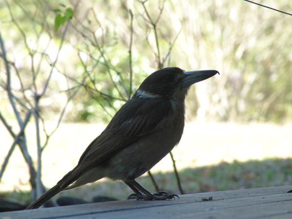 The Butcher Bird
