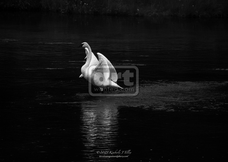 Trumpeter Swan 3