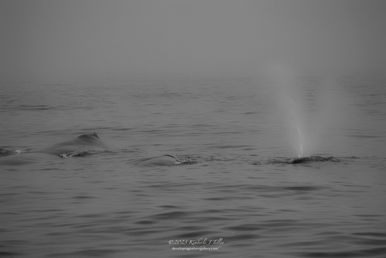 Three Humpback Whales P0509