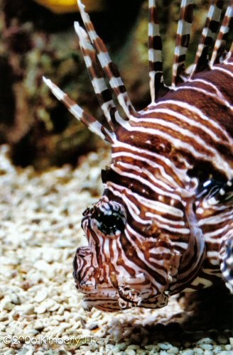 The Profile of a Lionfish