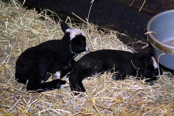 This morning born.