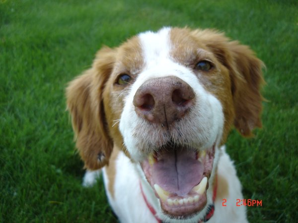 Crazy dog