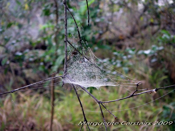 Delicate Trap