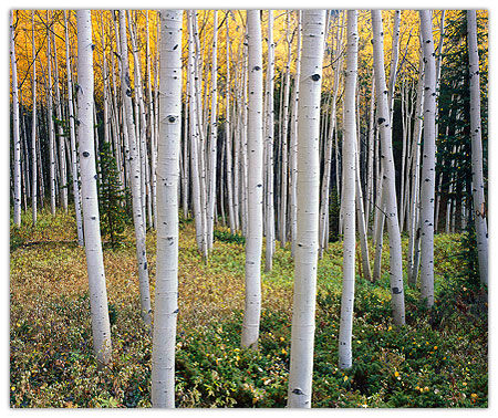 Glowing Aspen Grove, Rawah, CO