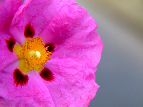 Up Close 009