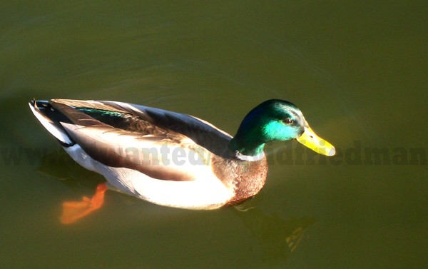 Duck Days