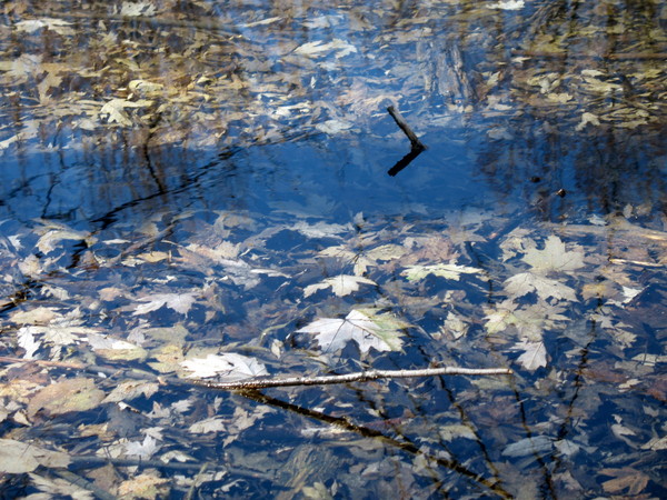 Old Leaves