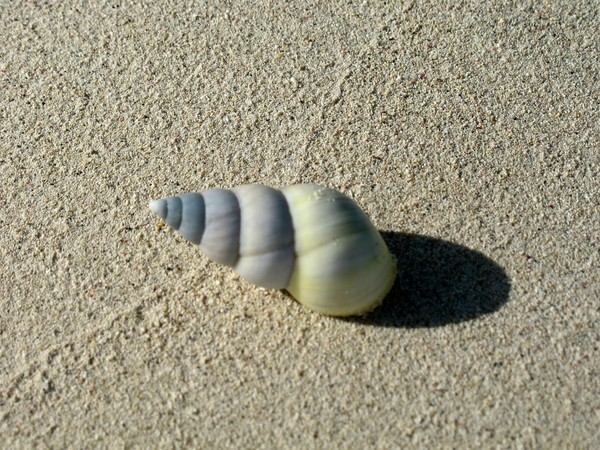 Shell and Its Shadow