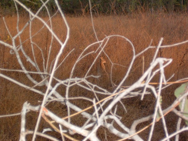 The Hidden Wallabie
