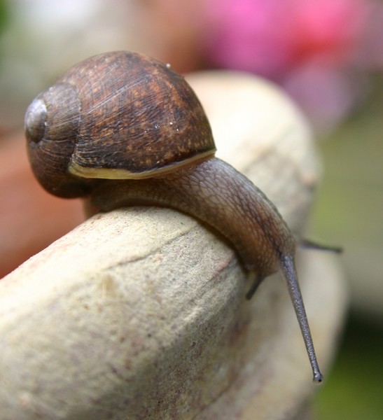 Snail on Flowerpot