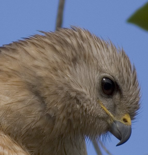 Portrait of a Red-Shouldered Hawk.