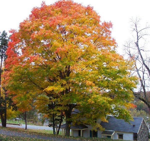 Flaming Foliage on the Delaware