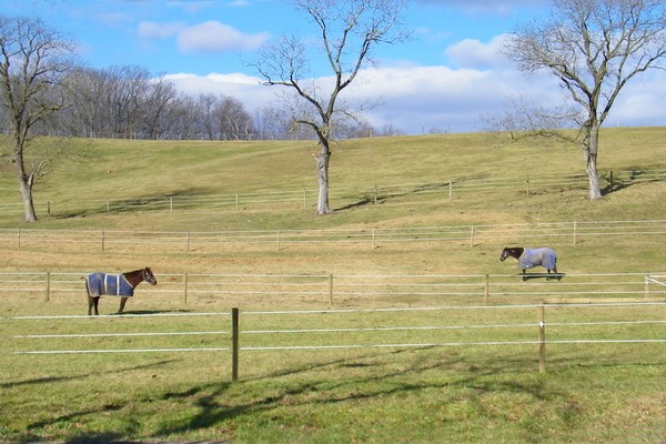 Winter Horses