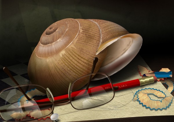 snail shell still life