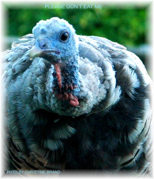 THANKSGIVING PRAYER
