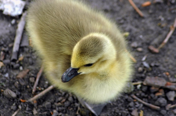Chick