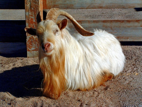 Reincarnated ZZ Top band member