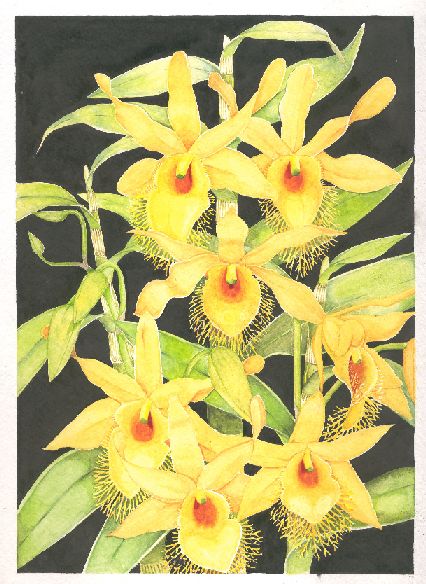 Dendrobium brymerianum