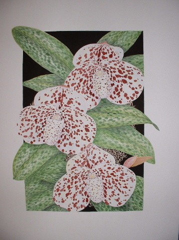 Paphiopedilum bellatulum