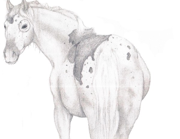 horse sketch