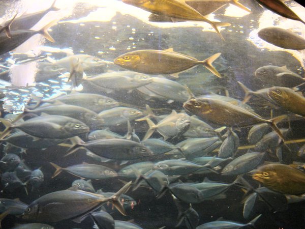 The School in the Ocean