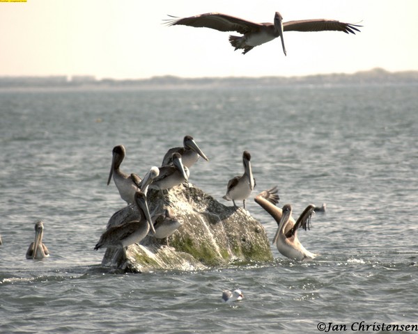 Pelican Rock