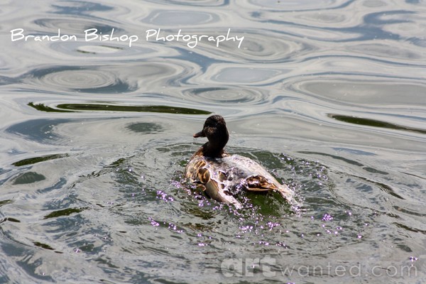 Going for a Dip