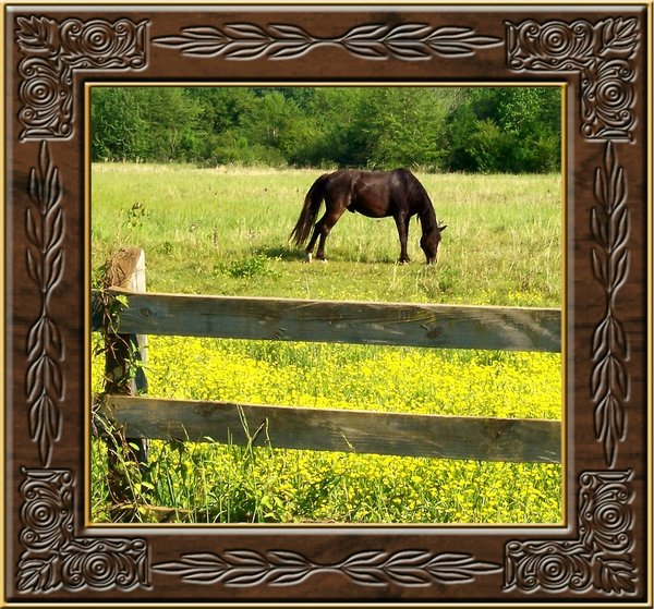 Grazing