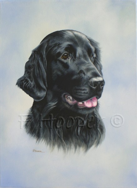 Silka - flat-coated retriever